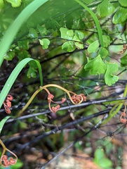 Adiantum aethiopicum
