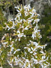 Olearia nummulariifolia