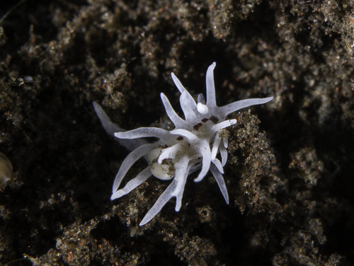 Bermudella brunneomaculata