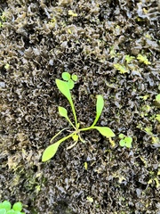 Claytonia parviflora