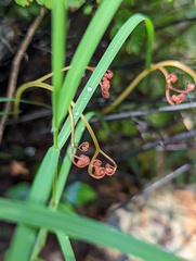 Adiantum aethiopicum