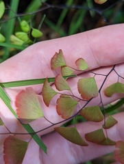 Adiantum aethiopicum