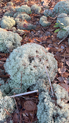 Cladonia evansii