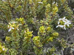 Olearia nummulariifolia