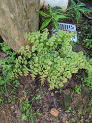 Adiantum aethiopicum