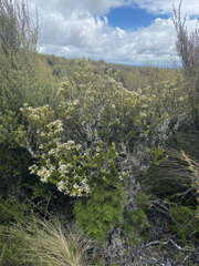 Olearia nummulariifolia
