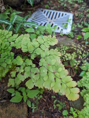 Adiantum aethiopicum