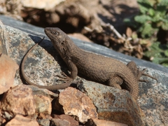 Liolaemus nitidus