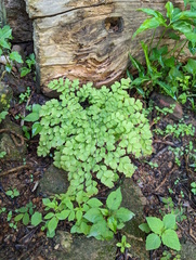 Adiantum aethiopicum