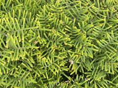 Gleichenia alpina