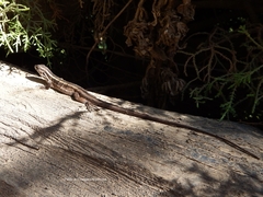 Liolaemus schroederi