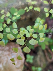 Adiantum aethiopicum