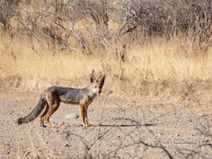 Lycalopex culpaeus culpaeus