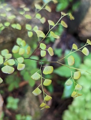 Adiantum aethiopicum