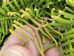 Gleichenia alpina
