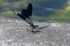 Calopteryx xanthostoma