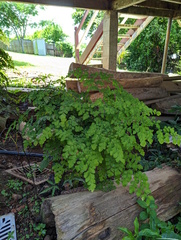 Adiantum aethiopicum