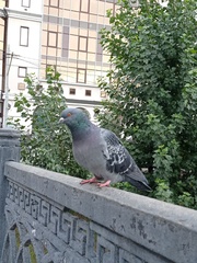 Columba livia domestica