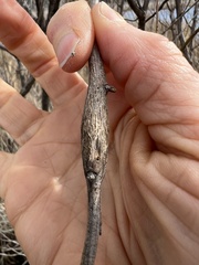 Neolasioptera lathami