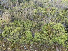 Gleichenia alpina