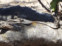 Philodryas chamissonis