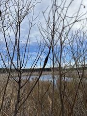 Neolasioptera lathami