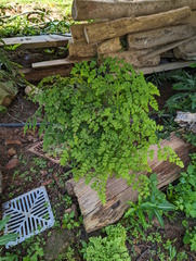 Adiantum aethiopicum