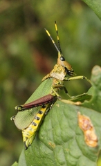 Zonocerus variegatus