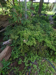 Adiantum aethiopicum