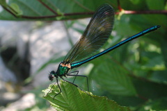 Calopteryx xanthostoma