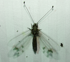 Ululodes quadripunctatus