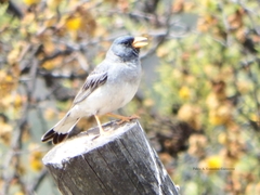 Rhopospina alaudina alaudina