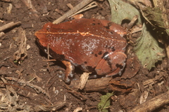 Hypopachus variolosus