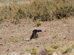 Spalacopus cyanus