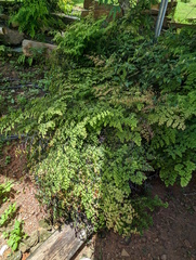 Adiantum aethiopicum