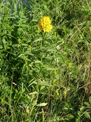 Lysimachia vulgaris