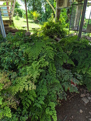 Adiantum aethiopicum