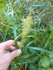 Rhynchospora polyphylla