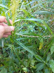 Rhynchospora polyphylla