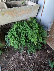 Adiantum aethiopicum