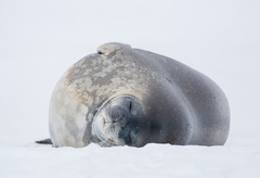 Leptonychotes weddellii