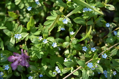 Memoremea scorpioides