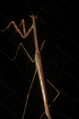 Phasmomantis sumichrasti