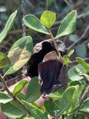 Exobasidium ferrugineae