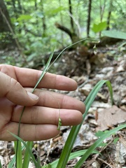 Carex laxiculmis