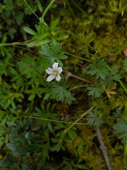 Geranium diffusum