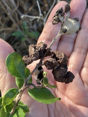 Exobasidium ferrugineae