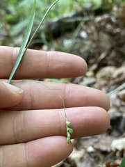 Carex laxiculmis