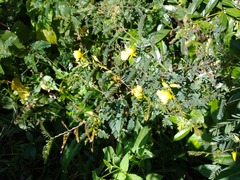 Chamaecrista glandulosa swartzii