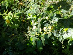 Chamaecrista glandulosa swartzii